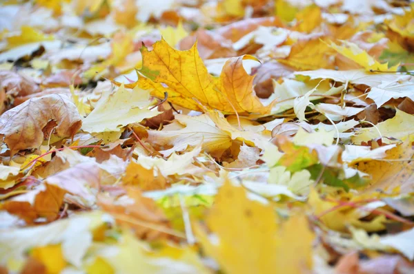 stock image Beautiful yellow leaves