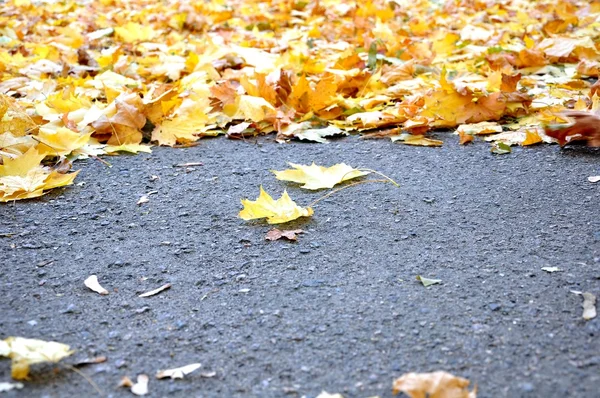 Schöne gelbe Blätter — Stockfoto