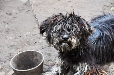 kirli küçük kıvırcık saçlı bir köpek