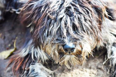 kirli küçük kıvırcık saçlı bir köpek