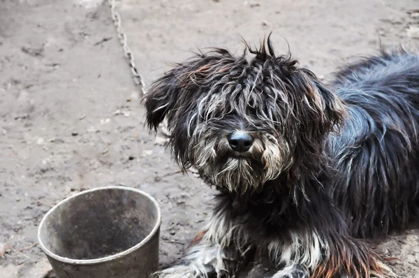 stock image Dirty little curly-haired dog