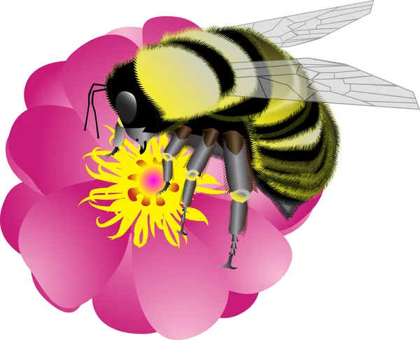 大黄蜂 — 图库矢量图片