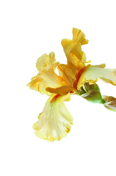 Twee gele iris bud — Stockfoto