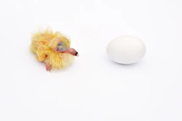 Gelbe Taube und Ei. lizenzfreie Stockfotos