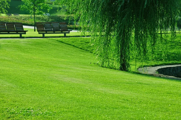 stock image Grass in the park