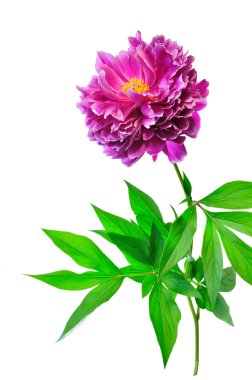 Şakayık tek çiçek