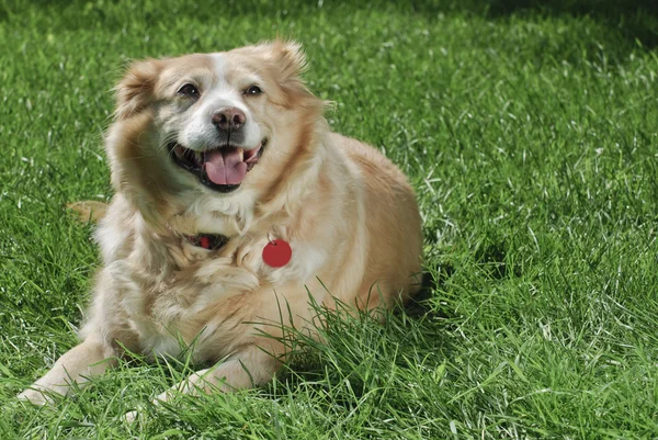 Złoty pies myśliwski 9028 — Zdjęcie stockowe