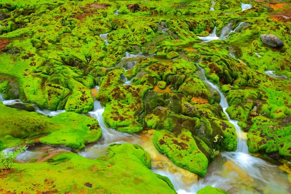 Grünes Moos mit Wasserlauf — Stockfoto