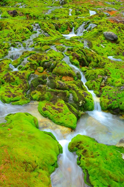 stock image Green moss with water stream