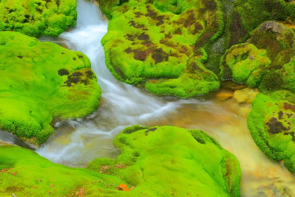 물 흐름과 함께 녹색 이끼 — 스톡 사진