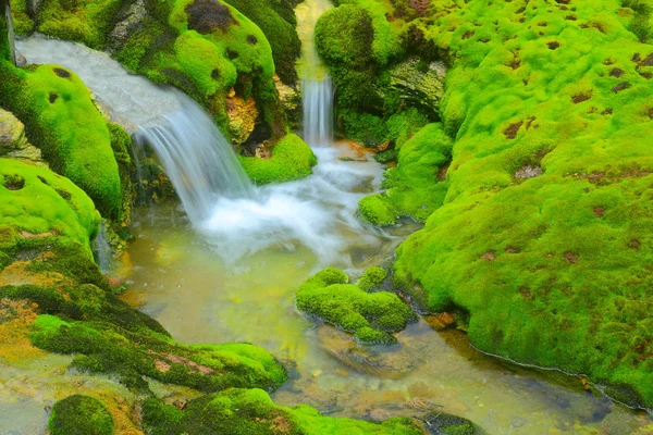 Зелений мох з водяним потоком — стокове фото