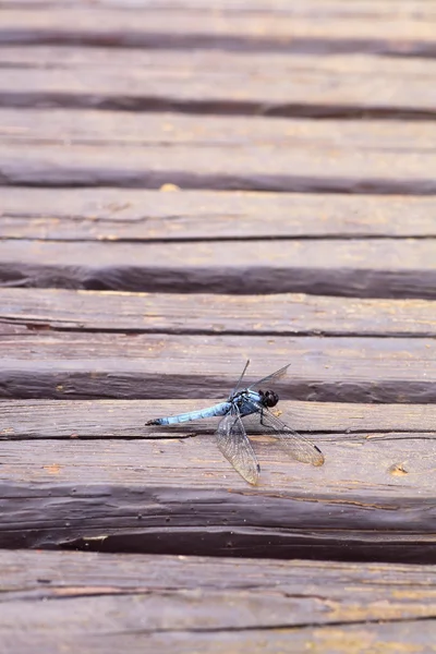 stock image Dragonfly