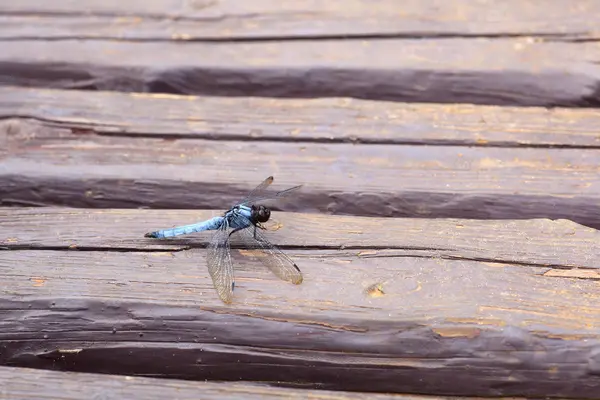 Stock image Dragonfly