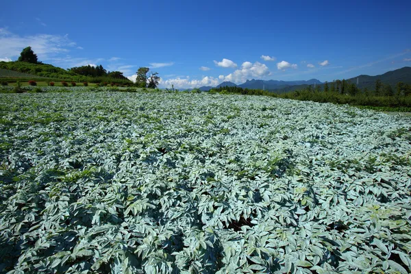 Konjac field and blue sky — Stock Photo, Image