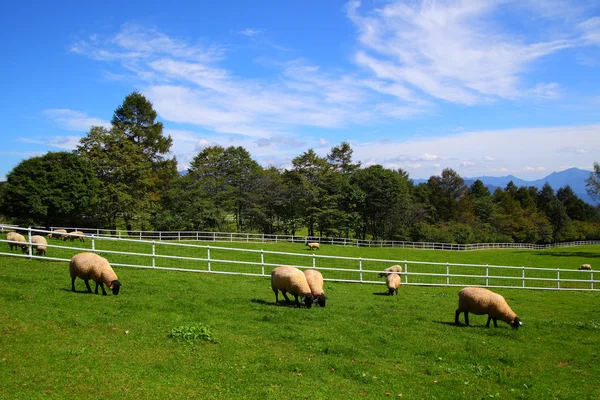 Pecore e cielo blu dell'altopiano — Foto Stock