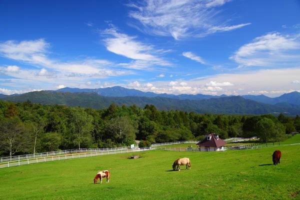 At ve Yaylası, mavi gökyüzü — Stok fotoğraf