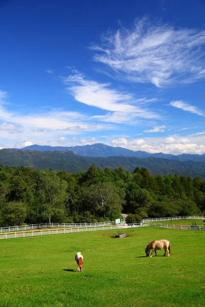 Paard en blauwe hemel van plateau — Stockfoto