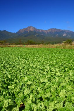 Vegetable field and mountain clipart
