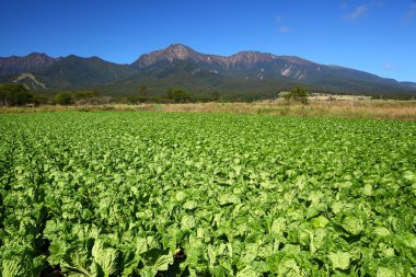 Vegetable field and mountain clipart