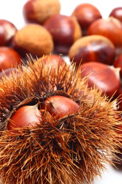 Japanese chestnut clipart