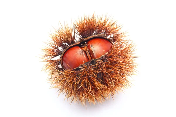 stock image Japanese chestnut