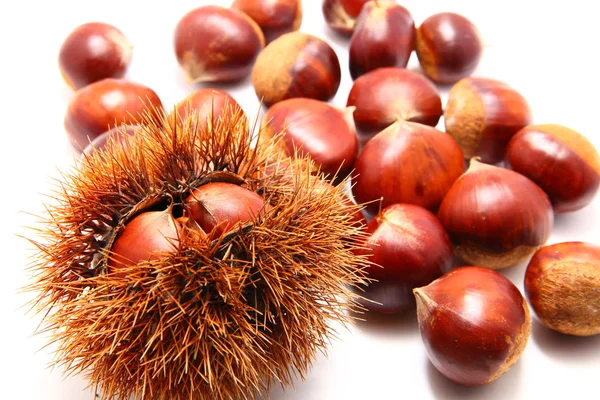 stock image Japanese chestnut