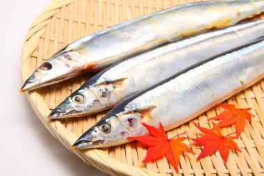 Pacific saury clipart