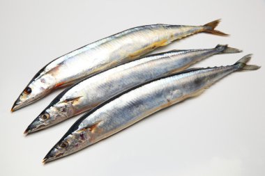 Pacific saury clipart