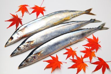 Pacific saury clipart