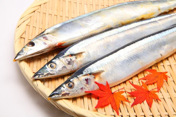 stock image Pacific saury