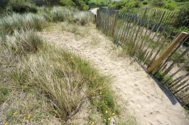 Sea oats and picket fence on fand dune clipart