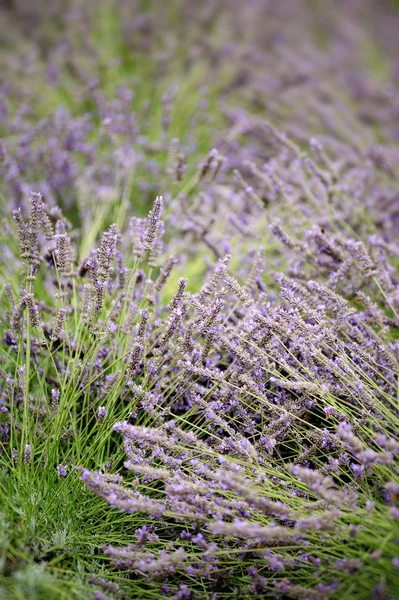 stock image Lavender field