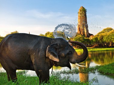 Elephant bathing in Ayutthaya clipart