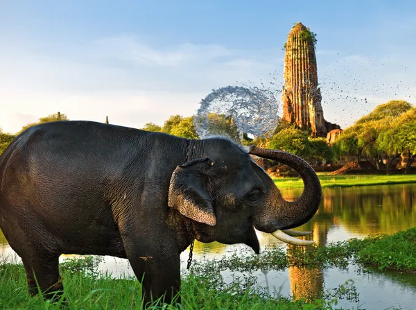Olifant Baden in ayutthaya — Stockfoto