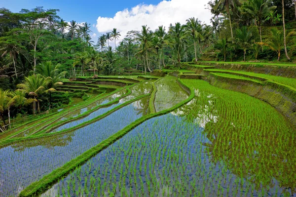 Ris fält terrass — Stockfoto