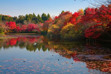 Kyoto 'daki Japon bahçesi.