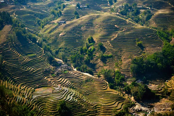 Rice filed terraces — Stock Photo, Image