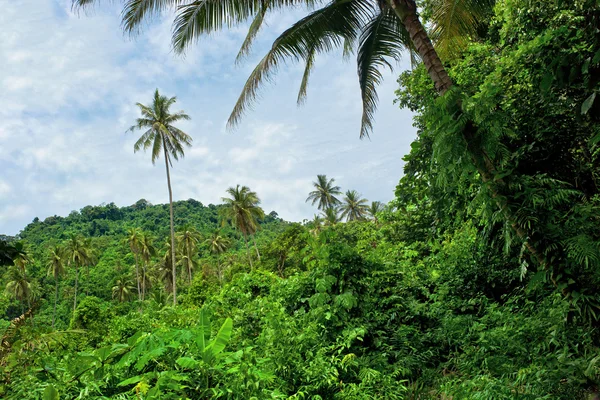 Tropisk skog i malaysia — Stockfoto