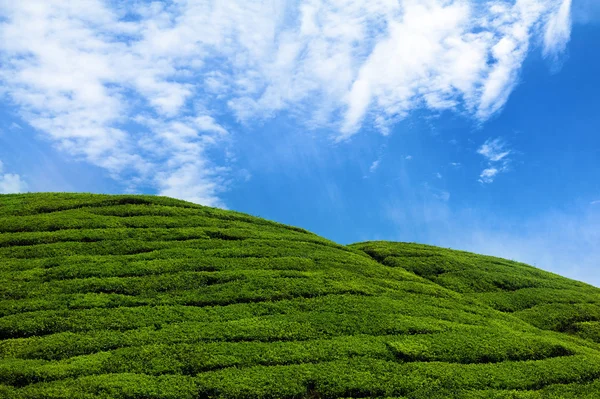 Zielone wzgórza na plantacji herbaty — Zdjęcie stockowe