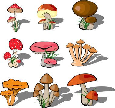 Mushroom forest set vector clipart