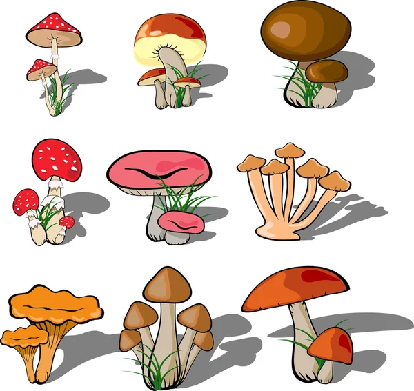 Conjunto de floresta de cogumelos vetor — Vetor de Stock