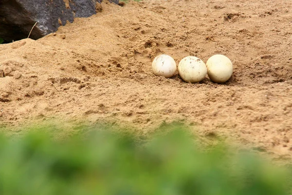 Huevos de avestruz — Foto de Stock