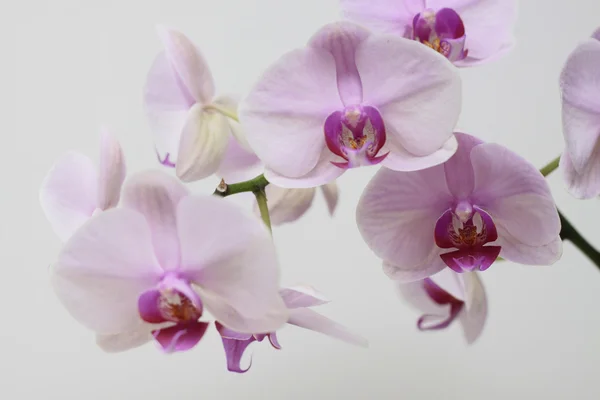 stock image Pink orchid