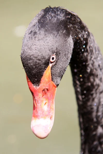 黑天鹅 — 图库照片
