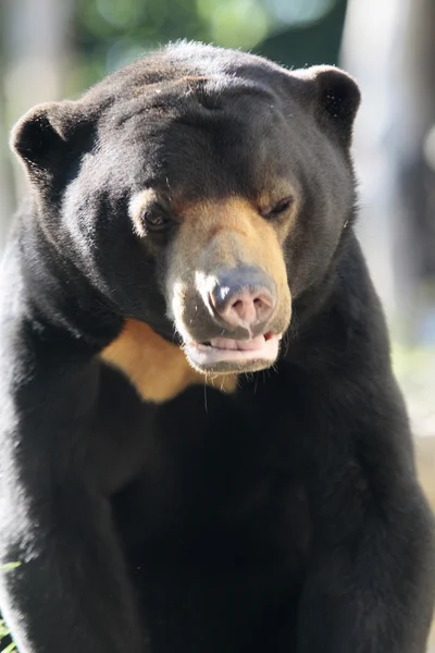 Porträt eines Bären — Stockfoto
