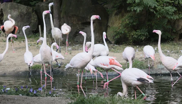 Flamingos — Stock Photo, Image
