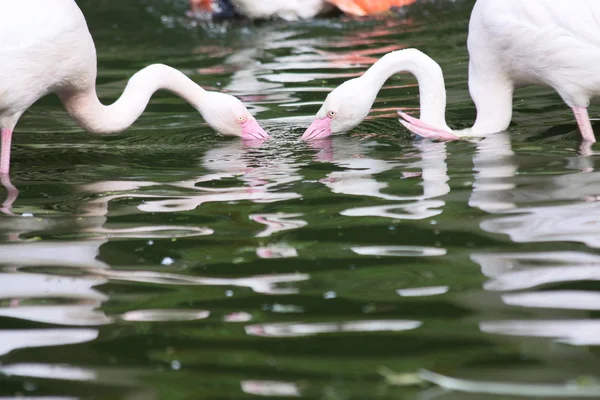 Flamingi — Zdjęcie stockowe