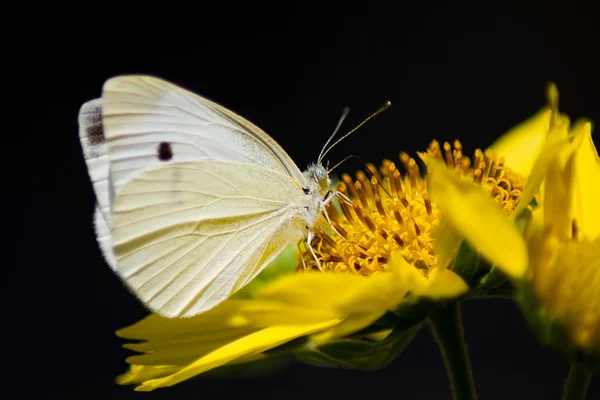 Vlinder op gele bloem Stockafbeelding