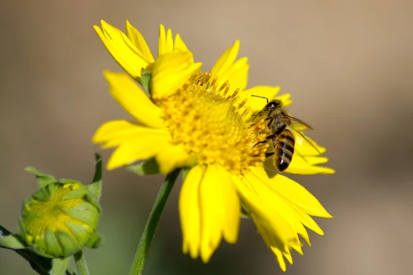 stock image Bee on yellow flower