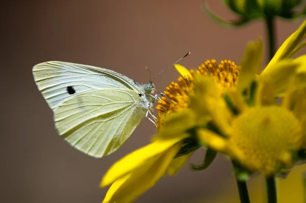 노란 꽃 위의 나비 스톡 사진